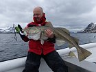 treska obecna - skrei 116 cm, duben ve Vestfjordu