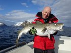 treska obecna - skrei 117 cm, duben ve Vestfjordu