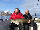 treska obecna - skrei 129 cm, 18,5 kg, duben ve Vestfjordu