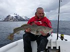 treska obecna - skrei 125 cm, duben ve Vestfjordu