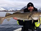 treska obecna - skrei 90 cm, duben ve Vestfjordu