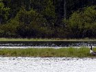 husy - bernesky kanadske na jezere Avatrask
