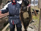 Halibut 122 cm (22 kg) z Elgsnes