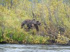 medved na brehu reky Zupanova