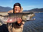 losos keta, chum salmon