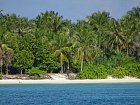 Maledivy- porosty palem na brehu ostrova