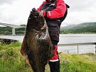 Helgeland ferie - cervencovy halibut