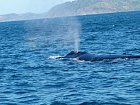 velryba na pacifickem pobrezi Kostariky