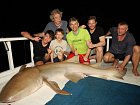 zralok rezavy - chuvicka (nurse shark) 260 cm