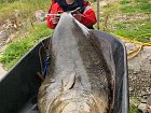 Elgsnes - "německý" halibut 80 kg