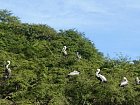 pelikani a fregatky u rybarske vesnice