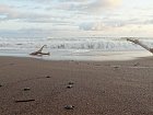 rezervace morskych zelv Camaronal - cerstve vylihle zelvy na plazi