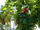 Ara arakanga (Ara macao, scarlet macaw) na mandlonovniku u plaze