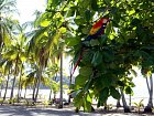 Ara arakanga (Ara macao, scarlet macaw) na mandlonovniku u plaze