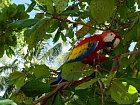 Ara arakanga (Ara macao, scarlet macaw) na mandlonovniku u plaze