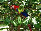 Ara arakanga (Ara macao, scarlet macaw) na mandlonovniku u plaze