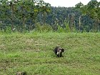 nosal belohuby (Nasua narica, white-nosed coati)