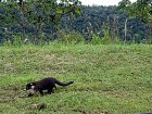 nosal belohuby (Nasua narica, white-nosed coati)