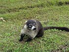 nosal belohuby (Nasua narica, white-nosed coati)