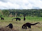 nosal belohuby (Nasua narica, white-nosed coati)