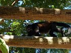 vrestan plastikovy (Alouatta palliata, howler monkey)