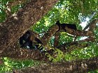 vrestan plastikovy (Alouatta palliata, howler monkey)