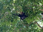 vrestan plastikovy (Alouatta palliata, howler monkey)