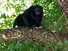 vrestan plastikovy (Alouatta palliata, howler monkey)