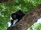 vrestan plastikovy (Alouatta palliata, howler monkey)