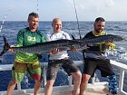 makrela Solandrova-wahoo 123 cm a 83 cm ulovene na trolling