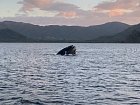 Pozorování velryb během rybolovu