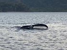 Ocasní ploutev lovící velryby