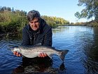 losos kisuc-coho salmon, jikrnacka