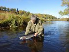 losos kisuc - coho salmon, navrat na svobodu