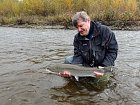 steelhead 71 cm a stastny lovec