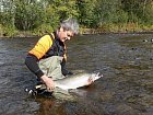 steelhead 79 cm uloveny v zari