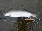 steelhead 75 cm uloveny na streamer