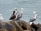 pelikani hlidaji vjezd do zatoky