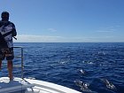 privlac v hejnech delfinu a tunaku