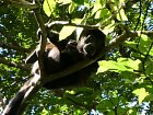 vrestan - howley monkey