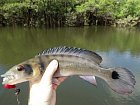 mataguare neboli zhakunda, Crenicichla lenticulata