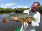 cichlida ocasooka 67 cm ulovena na popp