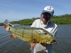 cichlida ocasooka 75 cm ulovena na musku - streamer