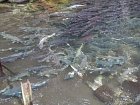 lososi u lihne na rece Chilliwack
