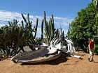 Carnavon - kostra velryby u vystavky kaktusu