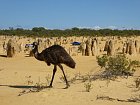 emu v Narodnim parku Namburg