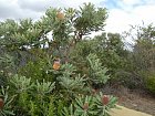 banksia, celed Proteaceae v Narodním parku Namburg