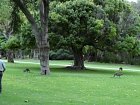 Narodni park Yanchep, klokani u parkoviste