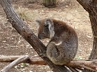 Narodni park Yanchep, koala v zachranne stanici