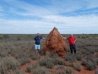 silnice na North West Cape je obklopena termitisti